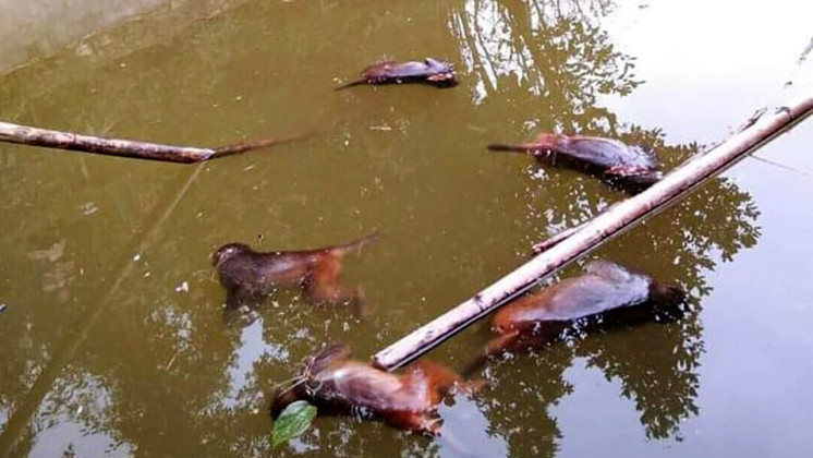  पोखरीमा डुबेर २७ बाँदर मरे
