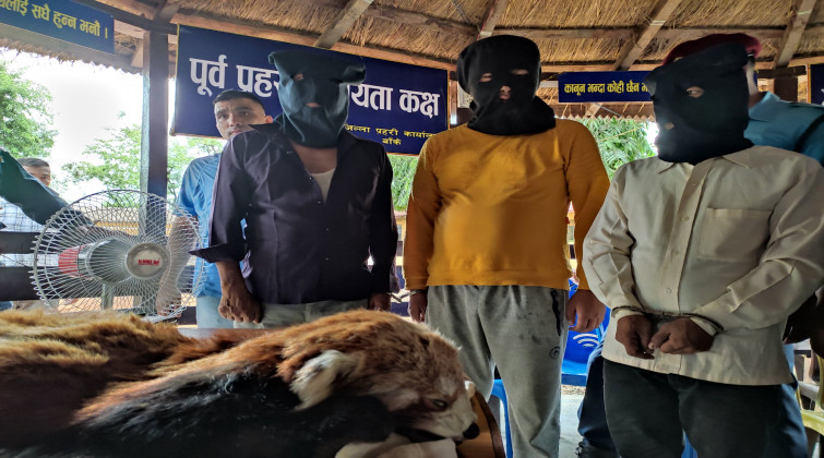 रेडपाण्डाको छाला र भालुको पित्तसहित ३ जना पक्राउ