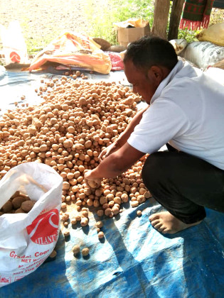 जंगली हात्ती र छाडा पशु चौपायाको डरले आलुखेती