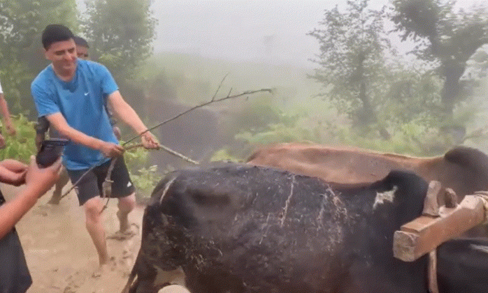 अछाममा गोरु जोत्दै योगेश भट्टराई (भिडियोसहित)