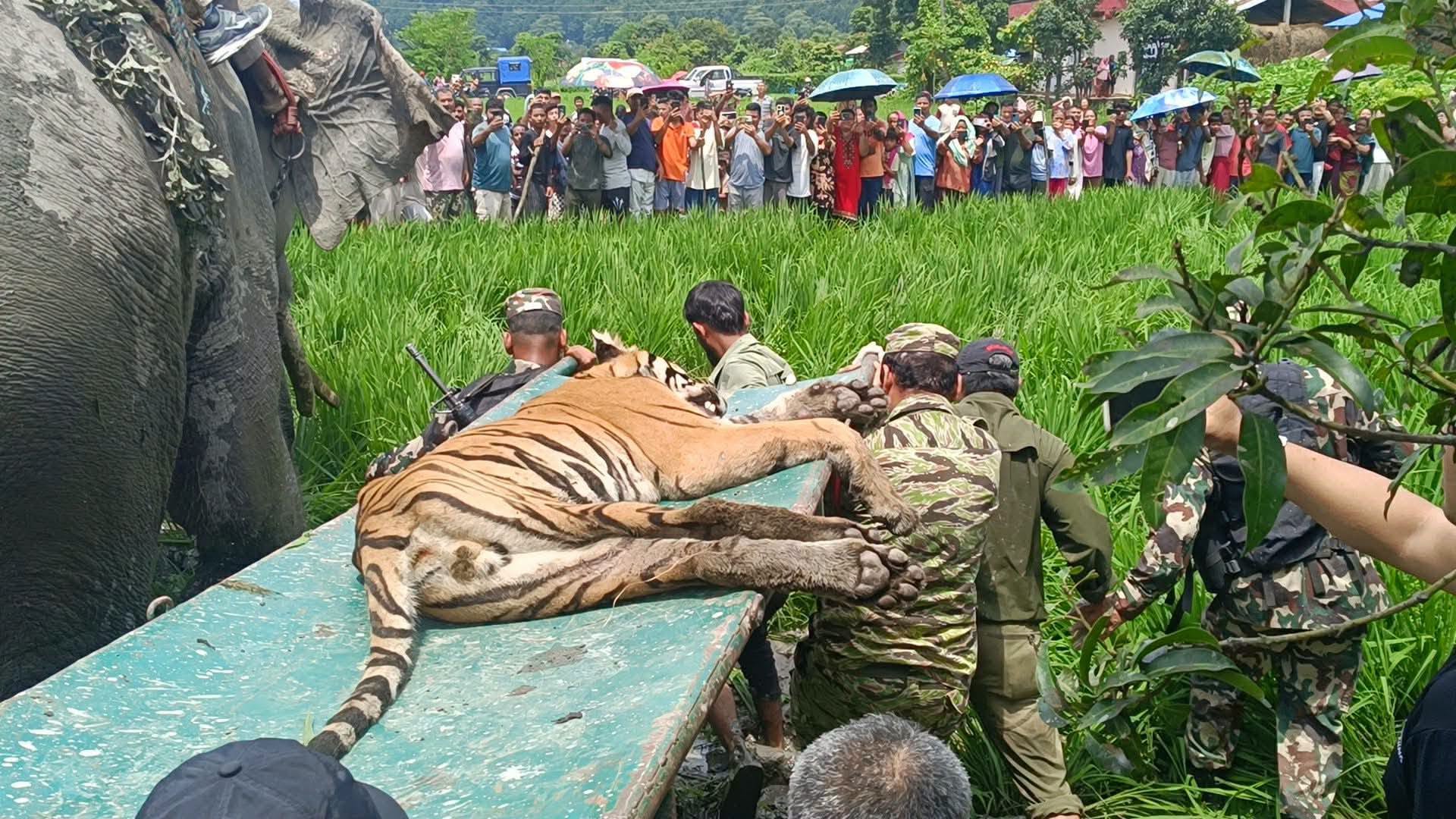 चितवनको राप्तीमा बाघको आक्रमणबाट एक वृद्ध घाइते, बाघ नियन्त्रणमा