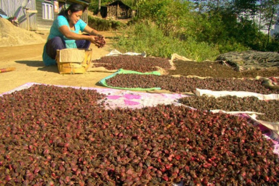 नौ महिनामा १० अर्ब ७० करोड बराबरको अलैँची निर्यात