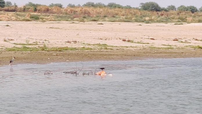 बाढीले बगाउँदा मलामीको मृत्यु