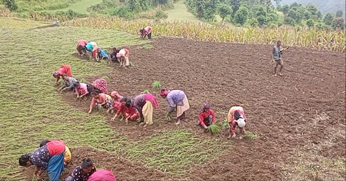 हराउँदै रैथाने बाली कोदोमा देखिएको सम्भावना