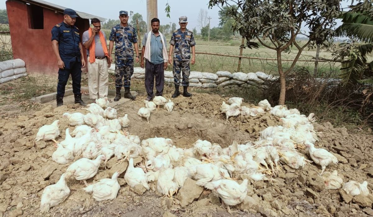 रौतहटमा अवैध रूपमा भित्र्याइएको ४ क्विन्टलभन्दा बढी कुखुरा नष्ट