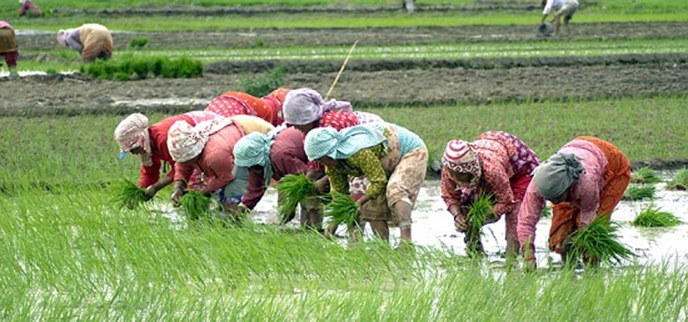 देशभर ९६ प्रतिशत सकियो धान रोपाइँ, कुन प्रदेशमा कति भयो धान रोपाई ? 