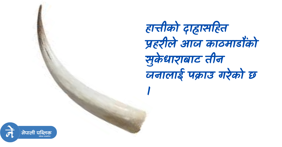 हात्तीको दाह्रा किनबेच गर्दा गर्दै पक्राउ 