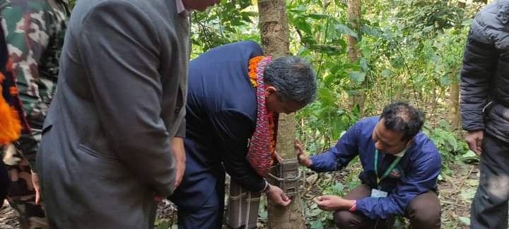 कञ्चनपुरमा बाघ गणना सुरु