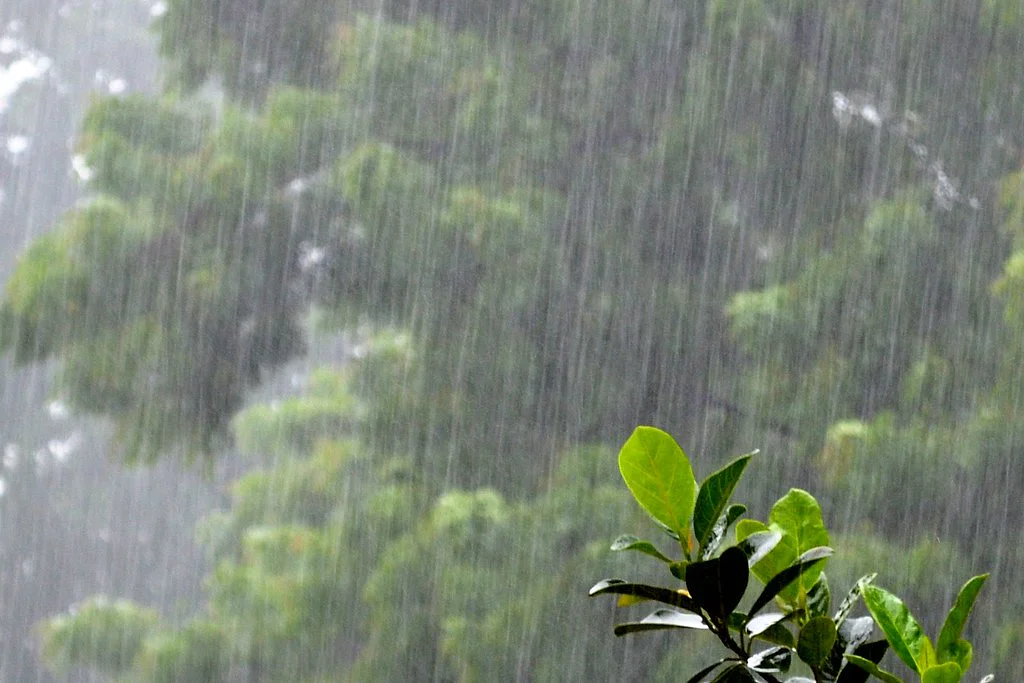 आजको मौसम : पूर्वमा मनसुन, पश्चिममा स्थानीय वायुको प्रभाव