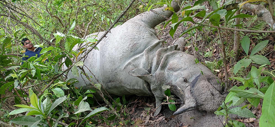 चितवन राष्ट्रिय निकुञ्जमा एक सिंगे गैंडा र एक पाटे बाघ मृत भेटियो