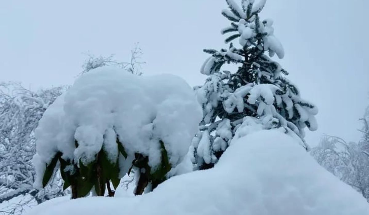 ताप्लेजुङको डाँडाकाँडा सेताम्मे, हिउँले ढाकियो हिमाली क्षेत्र