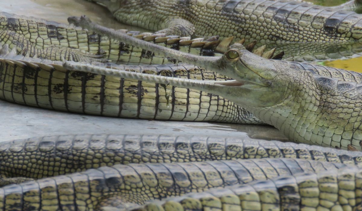 राप्ती नदीमा १७ वटा घडियाल गोहीका गुँड फेला