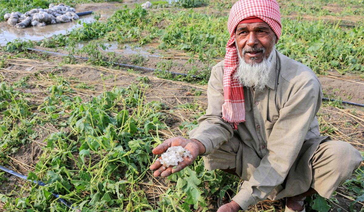 असिना पानीले हिउँदे बाली नष्ट, कृषकहरू चिन्तित