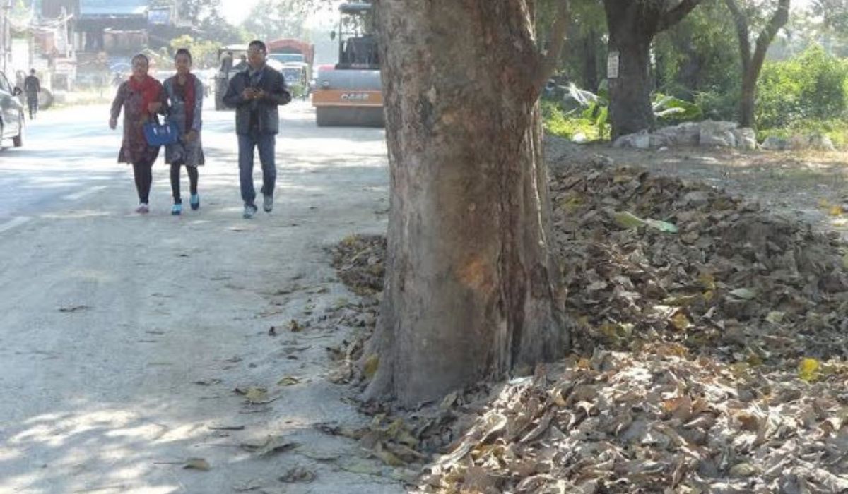 चितवनमा सडक किनारका जोखिमयुक्त रुख हटाउन वन कार्यालयको अभियान सुरु