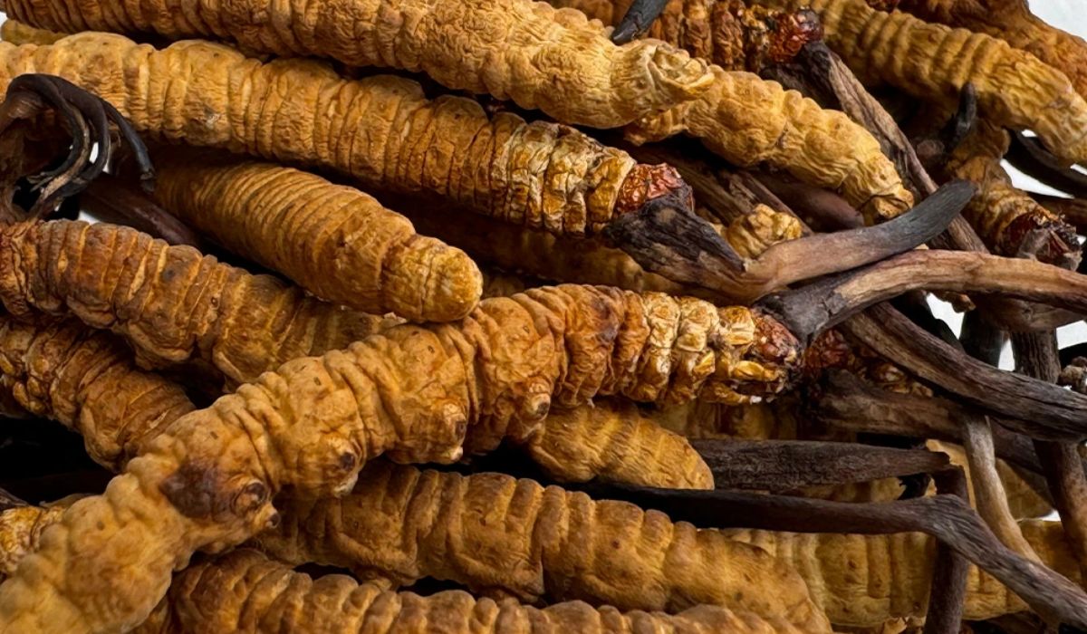 डोल्पामा जेठ १० गतेदेखि यार्सागुम्बा संकलन खुल्ने