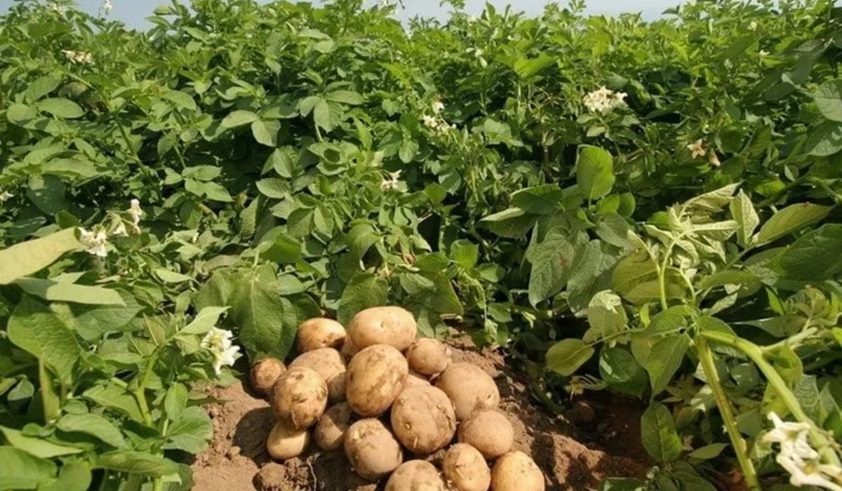 रसुवामा आलु उत्पादन बढ्ने अपेक्षाले किसान उत्साहित