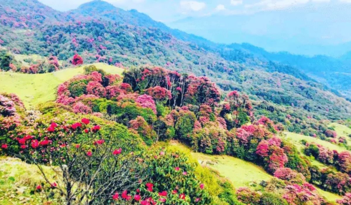 टिएमजे क्षेत्रमा गुराँस संरक्षण कडा, टिप्नेलाई जरिवाना