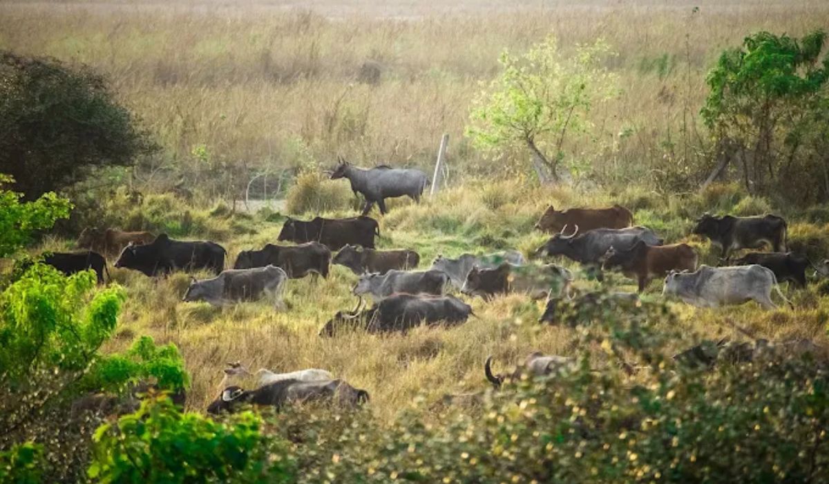 कोशी टप्पु आरक्ष पर्यटकको रोजाइमा, एक वर्षमा ११ हजारभन्दा बढीले गरे भ्रमण