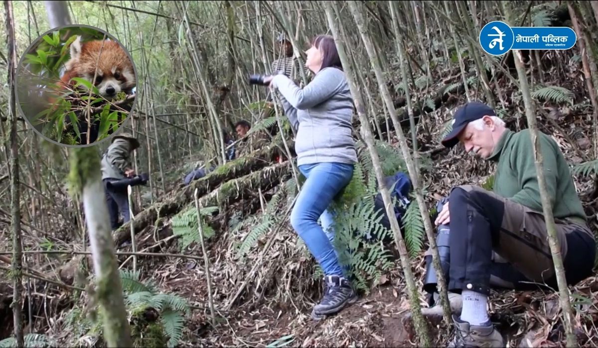 इलाममा रेडपाण्डा अवलोकन गर्न पर्यटकको आकर्षण बढ्दो