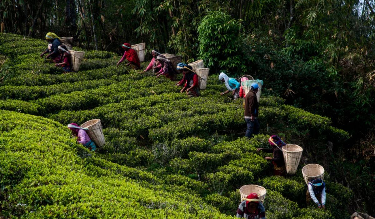 नेपाल चिया विकास निगम लिमिटेड को आम्दानी १ अर्ब नाघ्यो