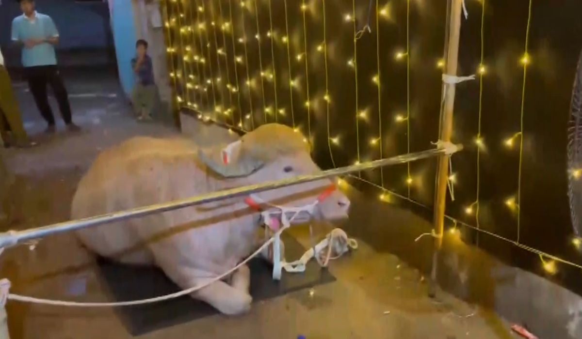 ‘डोनाल्ड ट्रम्प भैंसी’ कसरी बन्यो विश्व चर्चाको विषय ?