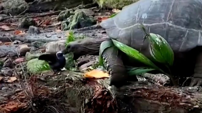 विषालु कछुवाको मासु खाँदा सात जनाको मृत्यु