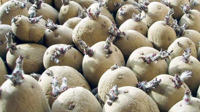 किसानलाई आलु बीउ वितरण
