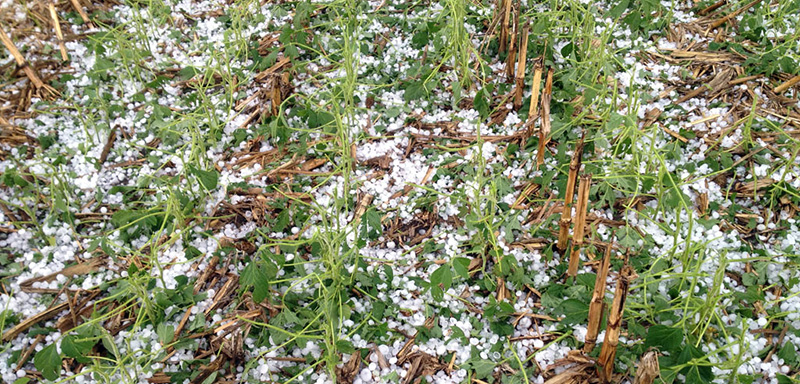 असिनाले खेतीबाली नष्ट