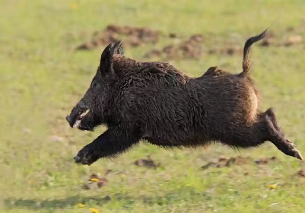 दैलेखमा बँदेलको आक्रमणमा परि एक जना घाइते