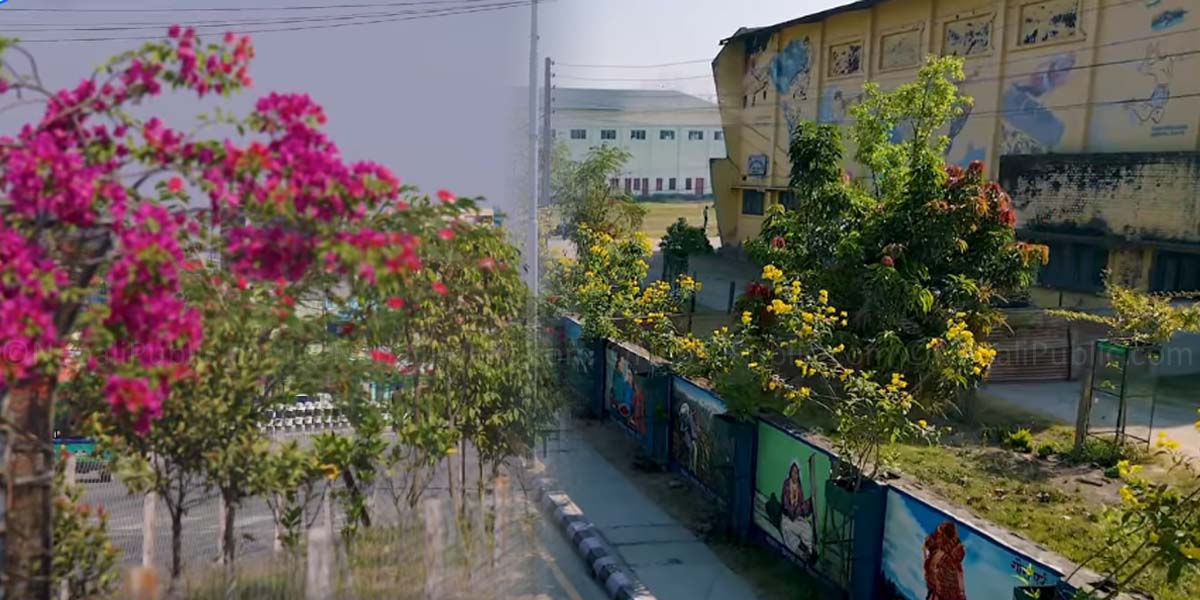 सडकमा लगाइएका फूलै फूलले रङ्गिँदै धनगढी