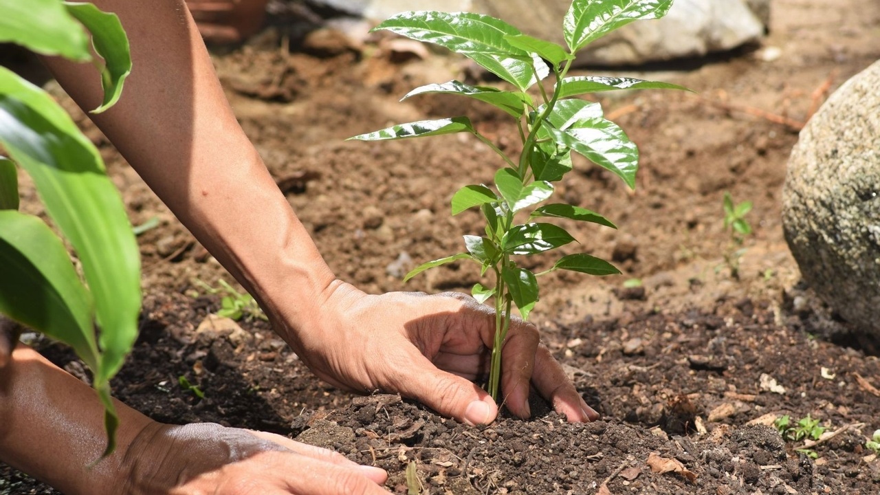 आज चुरे दिवस : एक लाख बोटबिरुवा रोपिँदै