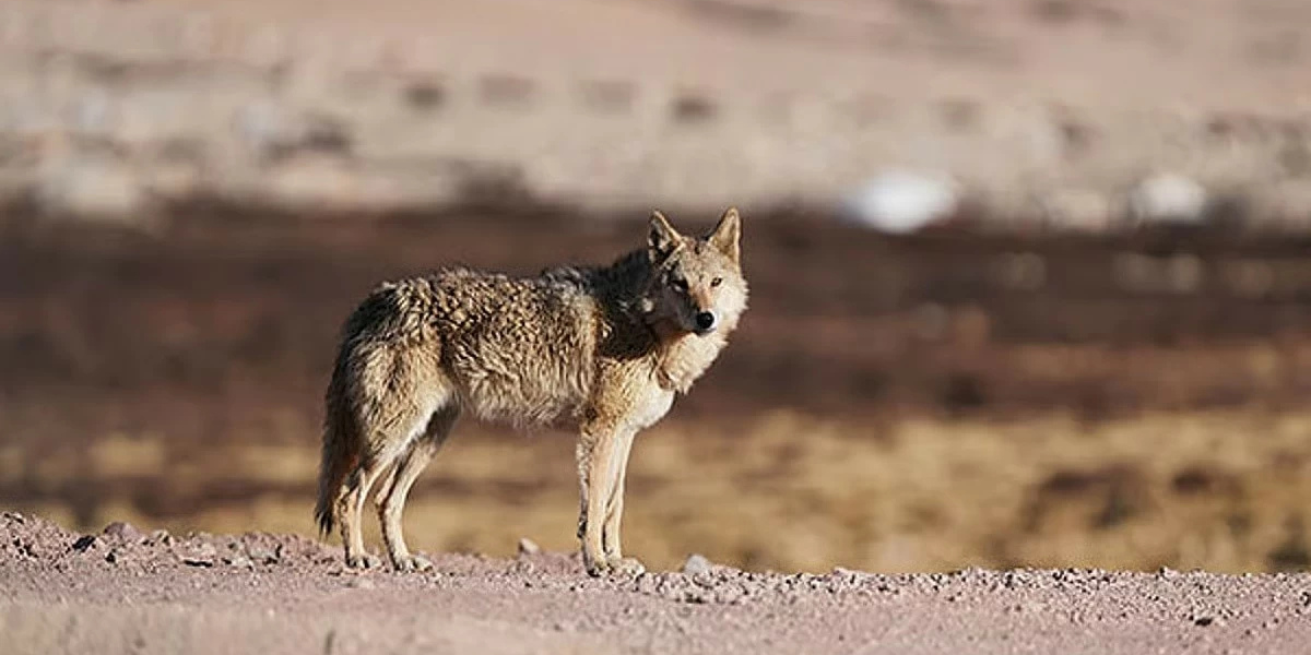 अफगानिस्तानमा ब्वाँसोको आक्रमण, सात जना घाइते