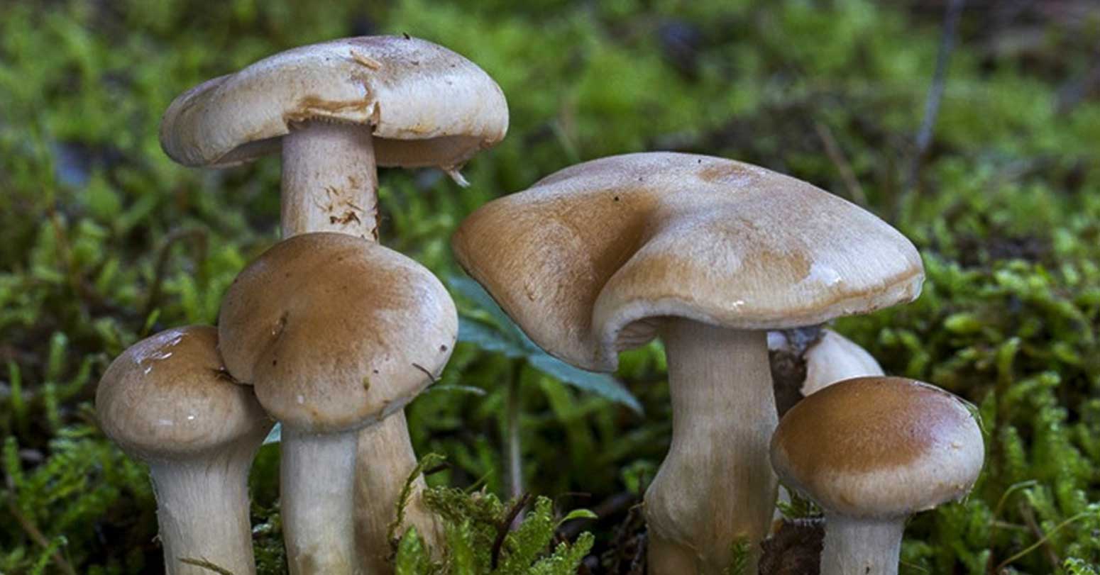 बैतडीमा विषालु च्याउ खाँदा एकै घरका पाँचजना बिरामी