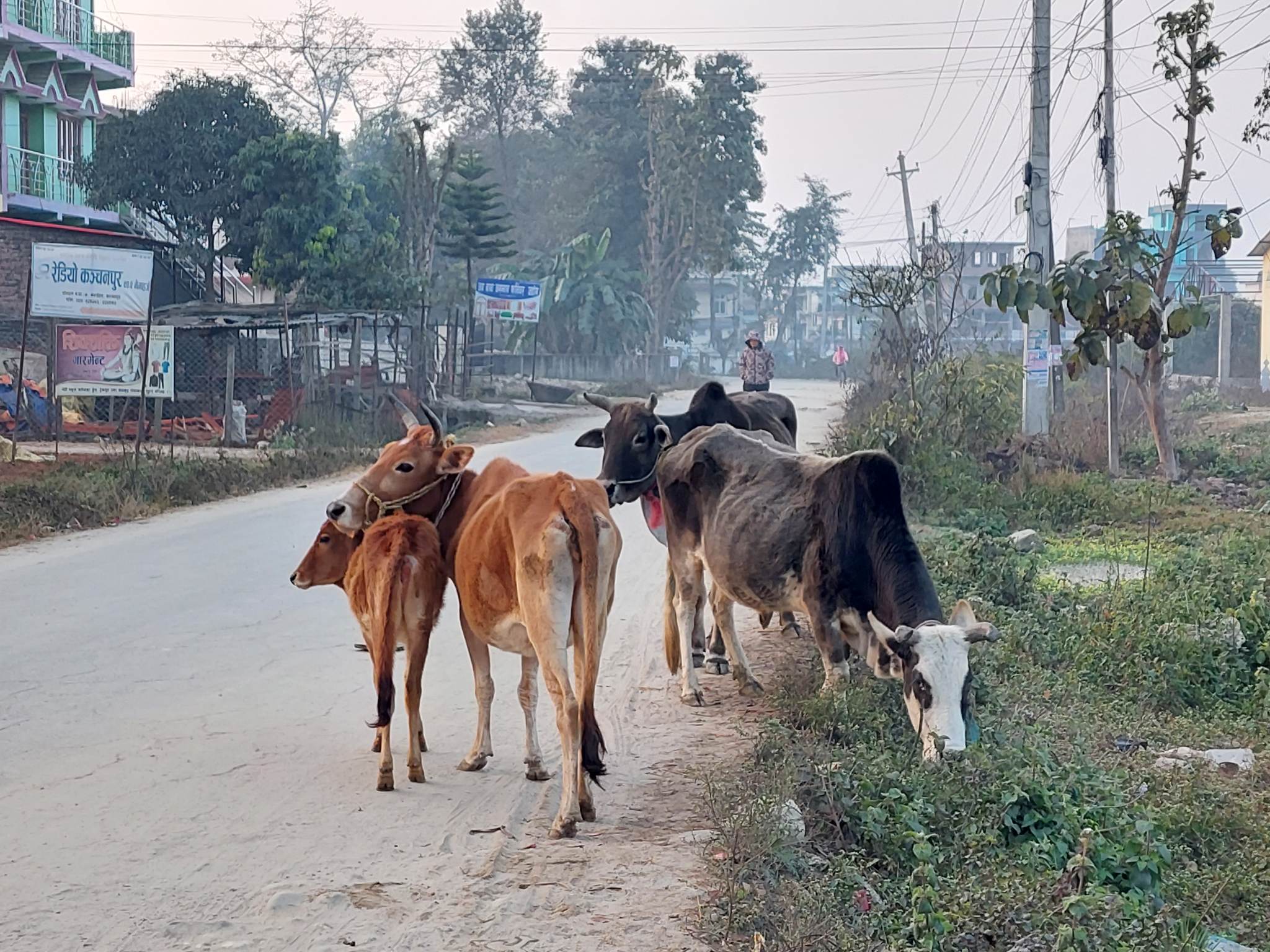 छाडा चौपाया व्यवस्थापन भएपछि किसान खुसी