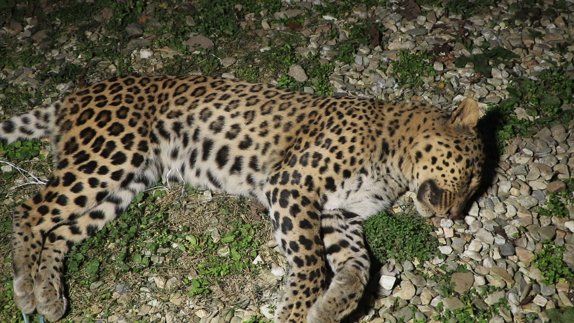 चितुवा मृत फेला