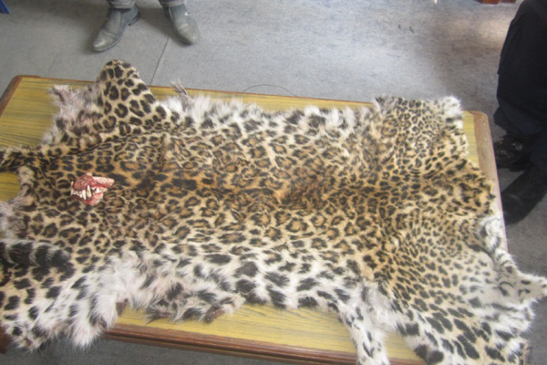 चितुवाको छालासहित तीन जना पक्राउ