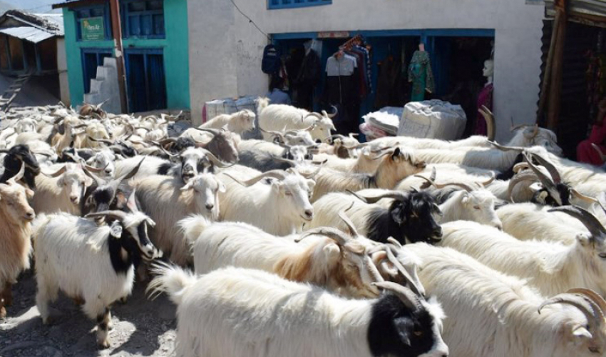 च्याङग्रा बेचेर मुस्ताङमा पैतिस करोड भित्रियो