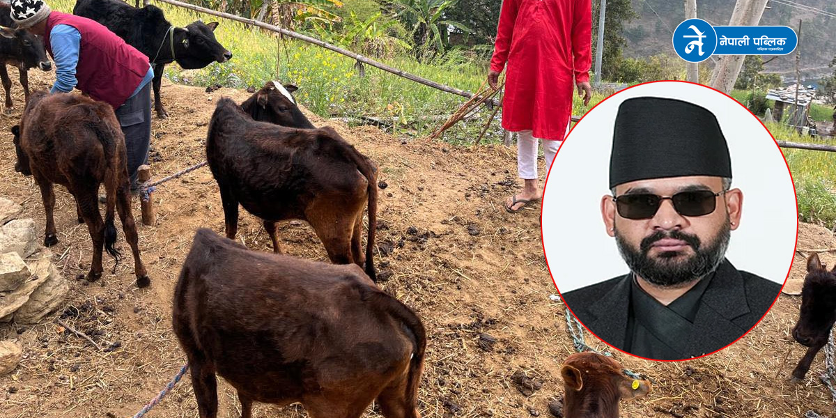 केपीले प्रधानमन्त्री बालेनसँग राखे नौ मुठ्ठे गाईका कुरा