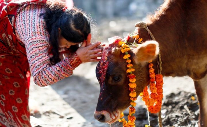 आज यमपञ्चकको चौँथो दिन : गाई, गोरु, गोवद्र्धन र हलिको पूजा गरिँदै