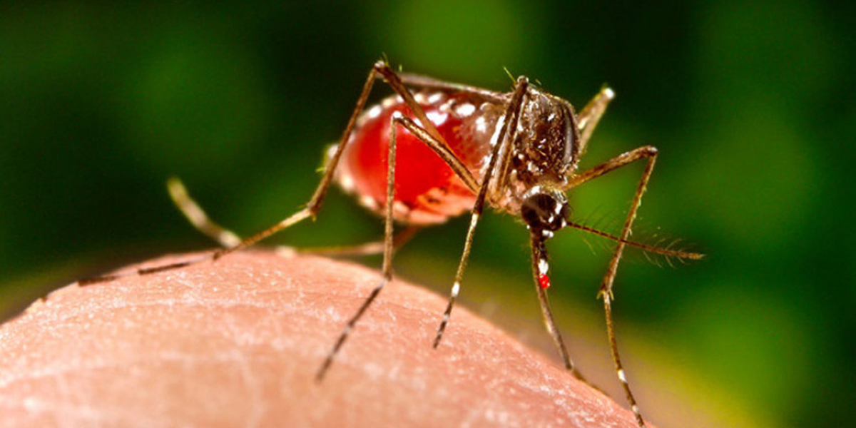 डेंगी संक्रमणका कारण मृत्यु हुनेको संख्या ४४ पुग्यो