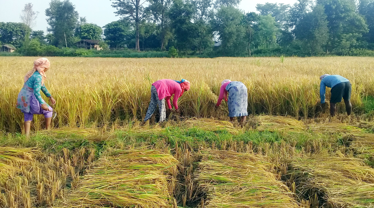 चैते धान लगाउनेको सङ्ख्या घट्दै