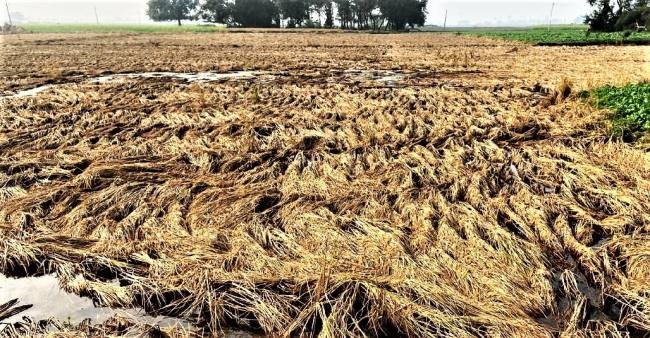 ६९ हजार मेट्रिक टन धान क्षति