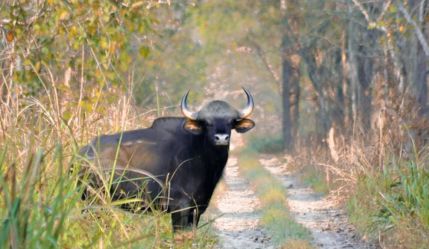 पर्सा निकुञ्जमा गौरीगाई गणना सुरु