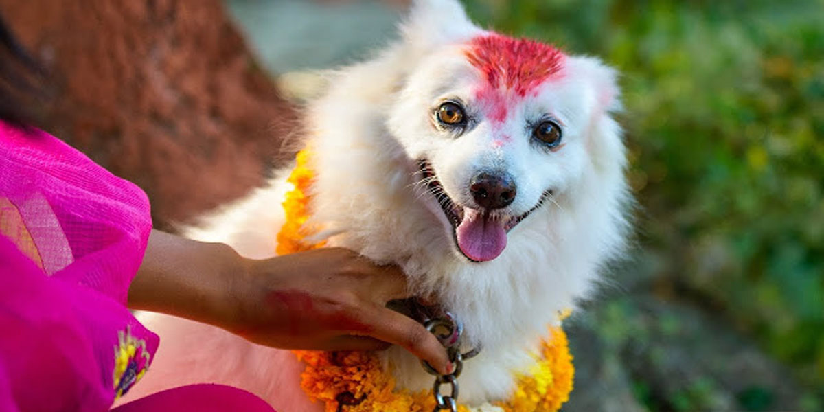 आज नै कुकुर तिहार पनि मनाइँदै