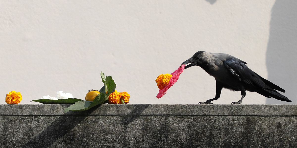 आज काग तिहार, यमपञ्चक सुरू