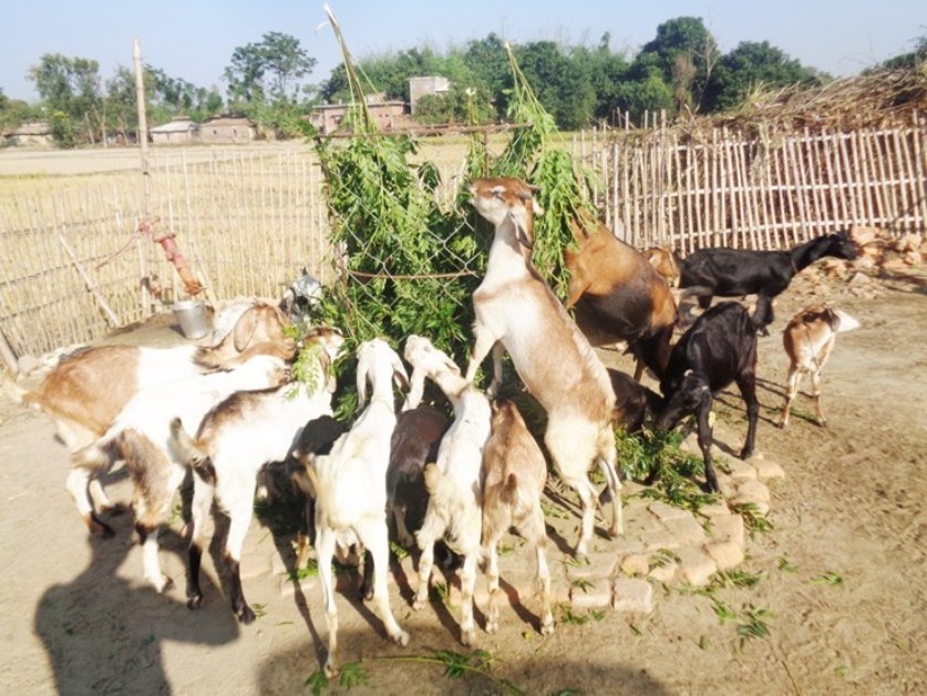 पिपिआरबाट धमाधम मर्न थाले बाख्रा, रित्तिए किसानका गोठ