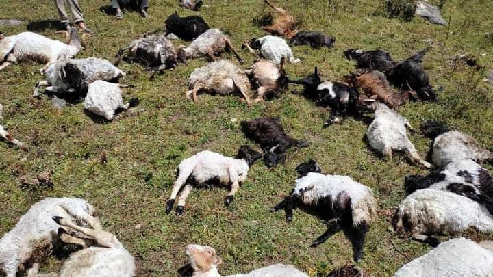 चट्याङ लागेर ५० बाख्रा मरे