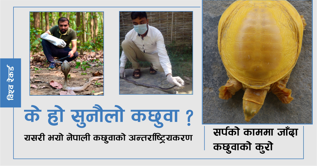 नेपालमा भेटिएको सुनौलो कछुवामा विश्वकै ध्यान