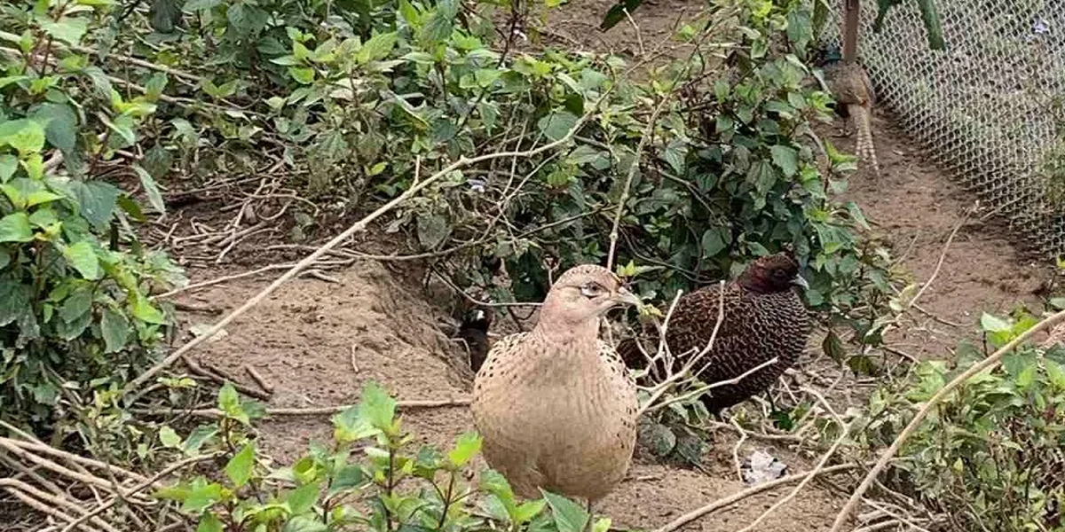 कैलालीको चुरेमा फस्टाउँदो कालिजपालन व्यवसाय