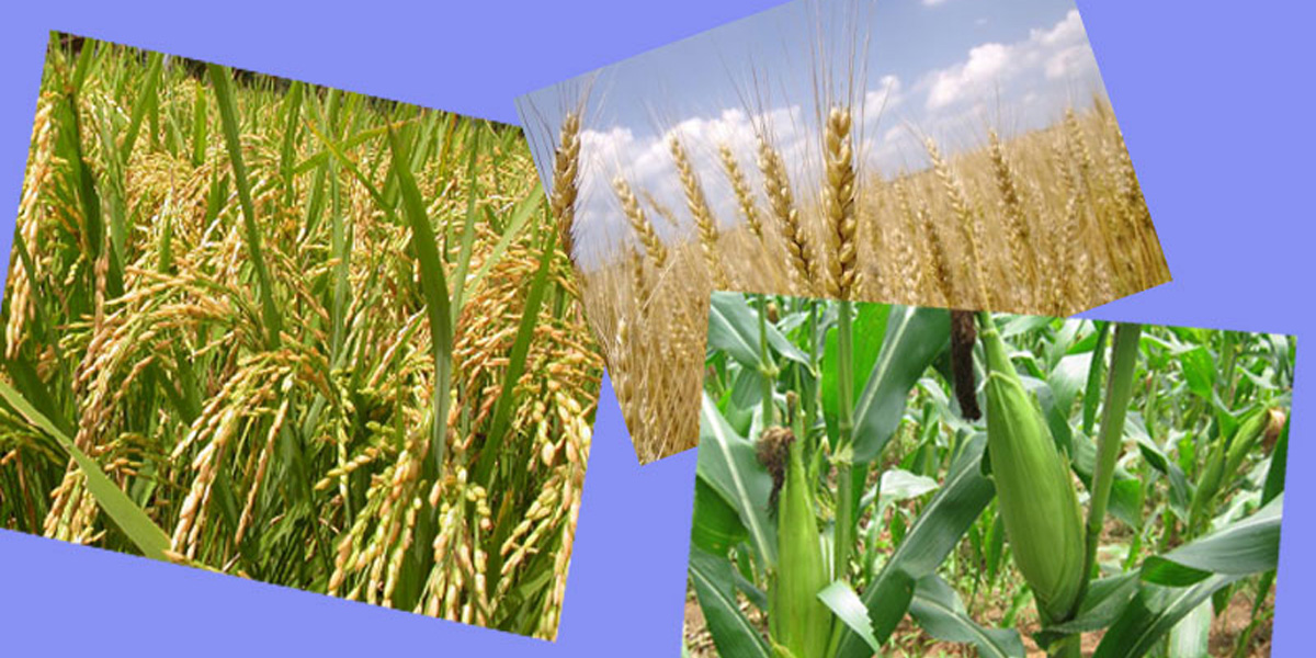 ३० दिनभित्र प्रमुख खाद्यान्न बालीको न्यूनतम् समर्थन मूल्य निर्धारण गरिने